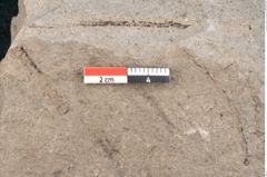 Foto (Detailansicht) von Diospyros sagoriana Ettingshausen (NHMW-GEO-2024-0188-8016)